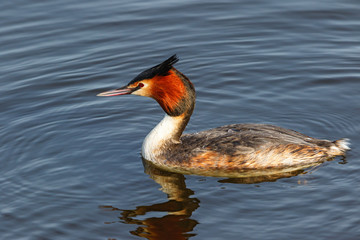 Close-up of Great Crested Grebe swimming in lake