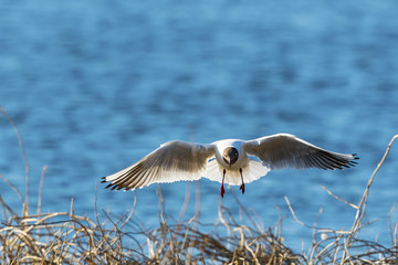 Black-headed gull flying over the branches