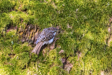 Treecreeper crawling on a tree trunk