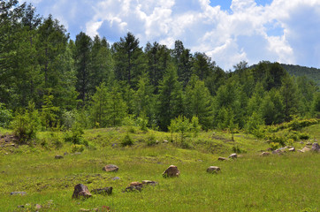 Fototapeta na wymiar Beautiful landscape of a forest with stones in a meadow