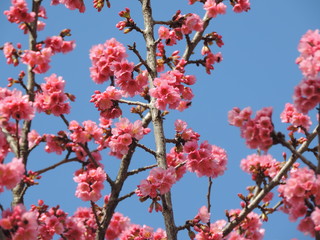 Pink ipe flowers