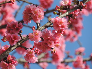 Pink ipe flowers