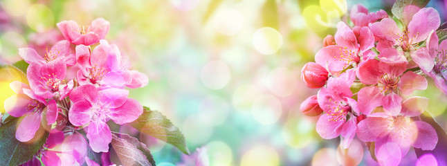 Cherry blossom, sakura flowers. Abstract blurred wide background of spring  blossoms tree,...