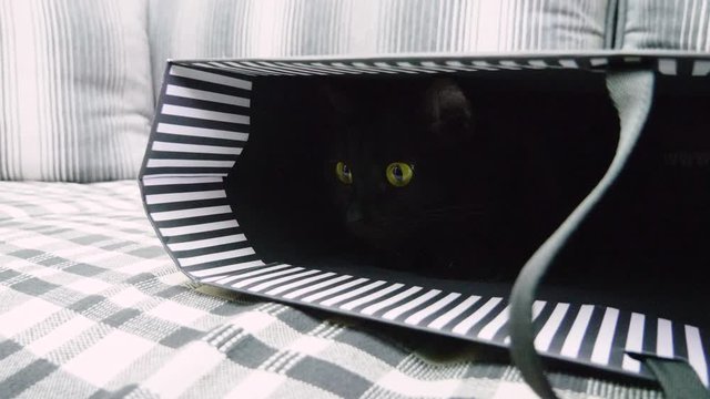 Pets. Close-up of cat's eyes. One shorthair black cat sitting in the paper bag and looking out of it. 4K