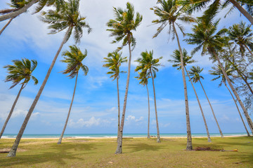 Fototapeta premium Beautiful tropical beach scenery with palm trees and blue sky background.
