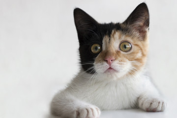 A three-colored kitten lies on a white surface. Isolated. Calico. Copy space