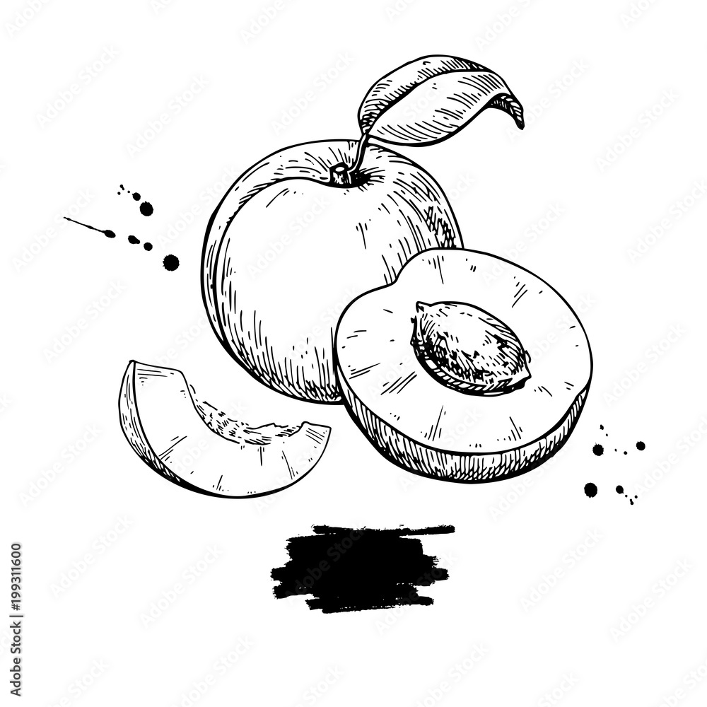 Wall mural apricot vector drawing. hand drawn fruit and sliced pieces. sum - Wall murals
