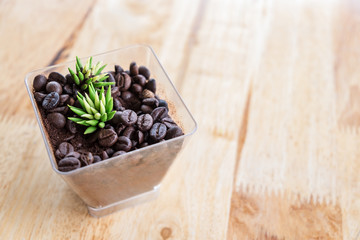 gardening in glass of coffee seed on wooden table