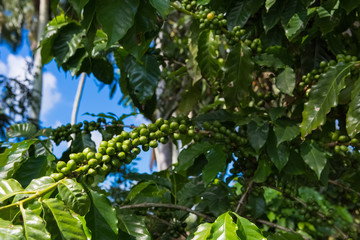 Kaffeepflanzen im Landesinneren von Kuba - Serie Cuba Reportage