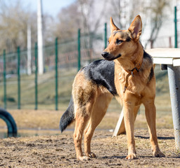 Shepherd on the playground