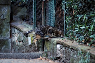 イタリアの猫