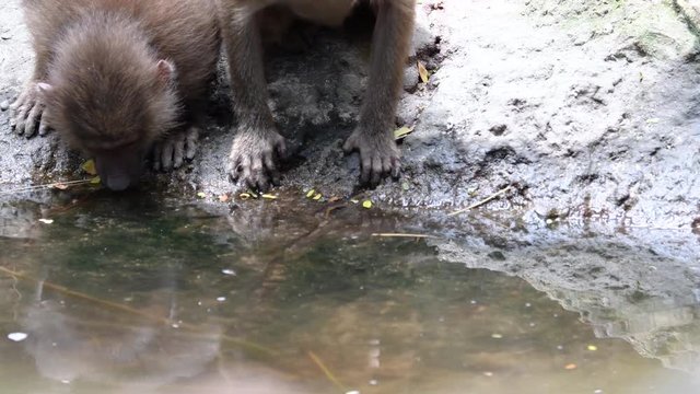 Baboon monkey drinking water and playing with each other