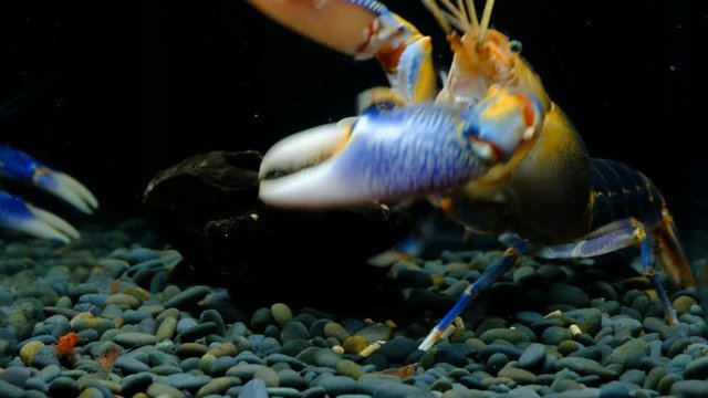 Volcano Destructor, a new breed of crayfish developed by Thai people