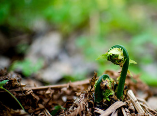 Young fern sprouts, spring