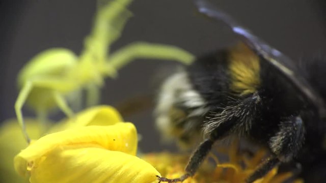 Bumblebee sits on a yellow flower and yellow spider runs around, Insect macro Insect Crab Spider, yellow Misumenoides, sits in flower, macro,