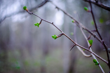 First young green leaves on brown branches, spring