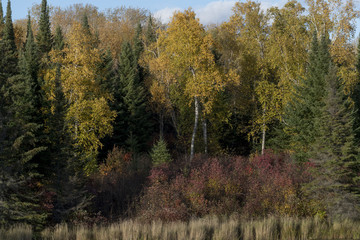 Trees in the forest during autumn, Kenora, Lake of The Woods, Ontario, Canada