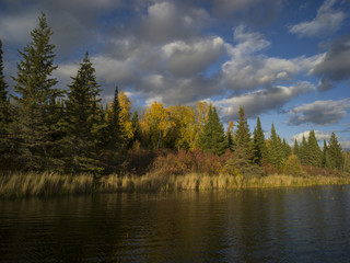 Fototapeta na wymiar Trees at the lakeside, Kenora, Lake of the Woods, Ontario, Canada