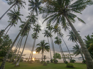 Fototapeta na wymiar Palm trees near the beach on the tropical island of Ko Kut, east Thailand