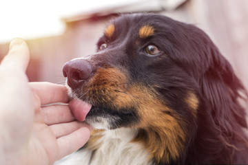 A small stray dog licks a human hand, on the street