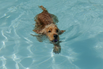 Dog swimming in pool in Southern France
