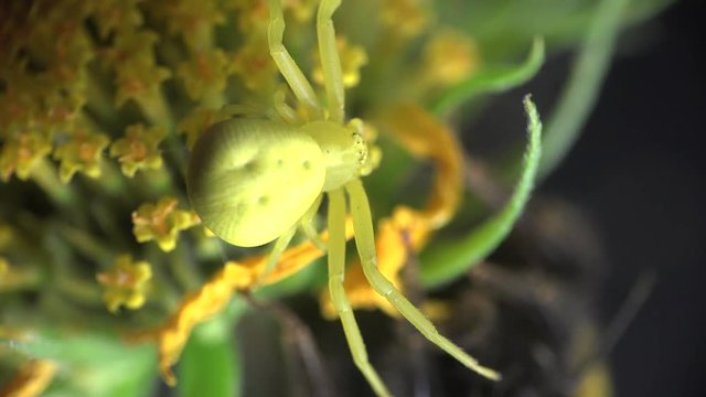 Bumblebee sits on a yellow flower and yellow spider runs around, Insect macro Insect Crab Spider, yellow Misumenoides, sits in flower, macro,