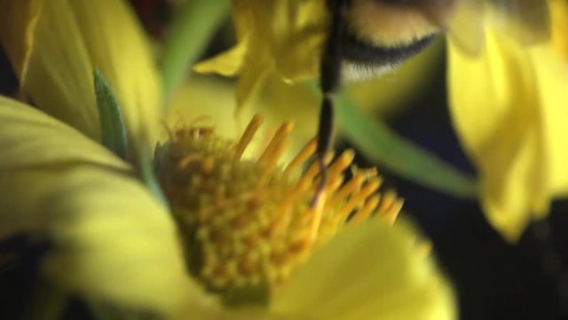Bumblebee sits on a yellow flower and yellow spider runs around, Insect macro Insect Crab Spider, yellow Misumenoides, sits in flower, macro,