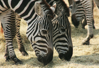 Fototapeta premium Zebras