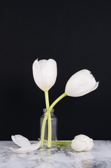 two simple white tulips against a black background