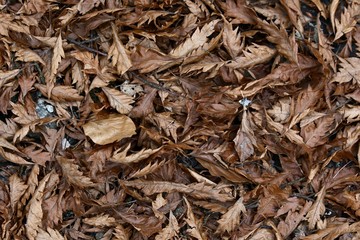 feuille d'automne marron 