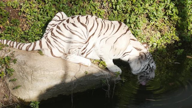 slow motion of a White bengal tiger drinking water