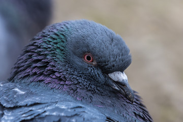 portrait of a pigeon bird, closeup, portret ptak miejski gołąb, beżowe rozmyte tło, wiosna