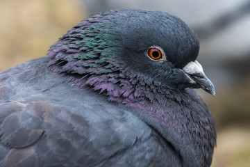 portrait of a pigeon bird, closeup, portret ptak miejski gołąb, beżowe rozmyte tło, wiosna