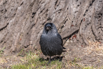 portet pojedynczego czarnego ptaka. kawka, wiosna