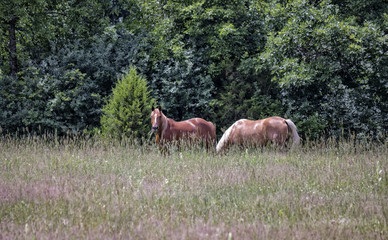 Obraz na płótnie Canvas Horses in a Meadow