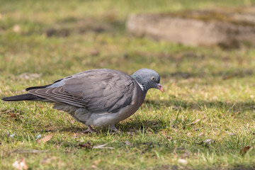 single, city ​​pigeon, portrait of a pigeon,  bird on the grass, closeup, portret ptak miejski, gołąb rozmyte tło