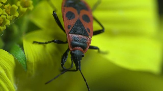 Pyrrhocoris apterus, Red Soldier Striped Beetle, Firebug, Spilostethus Pandurus, Macro insect