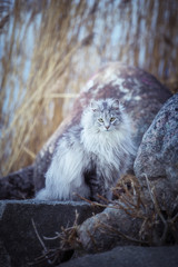 Norwegian forestcat
