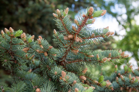 Young brown cones are growing on a branch of blue spruce.