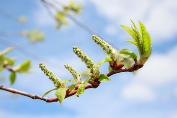 Branch of poplar tree with young buds and green leaves. Natural allergen.