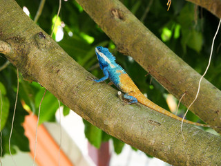 close up thai chameleon