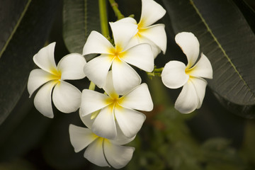 Beautiful white flowers in the garden with nature.