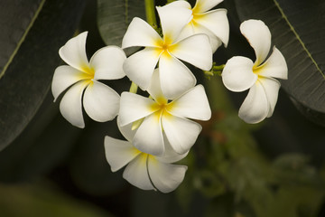 Obraz premium Beautiful white flowers in the garden with nature.