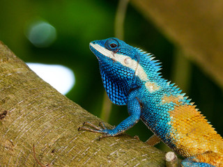 close up thai chameleon