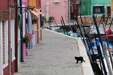 Obraz premium イタリアの猫