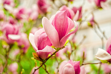 Fototapeta na wymiar white, pink and purple chinese magnolia flowers on a tree on a blue sky and green trees background