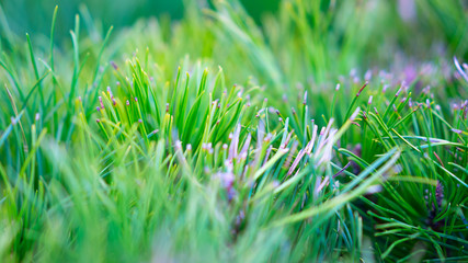 green grass, separate focus
