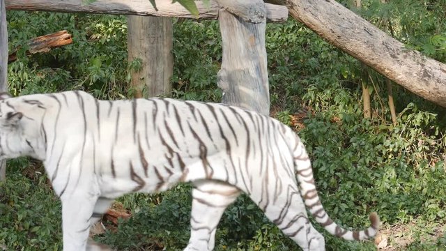 slow motion of a white bengal tiger prowling along inside the jungle