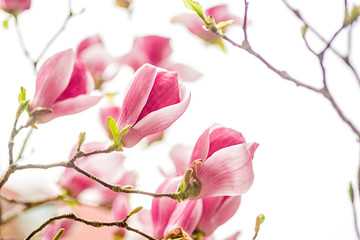 white, pink and purple chinese magnolia flowers on a tree on a blue sky background