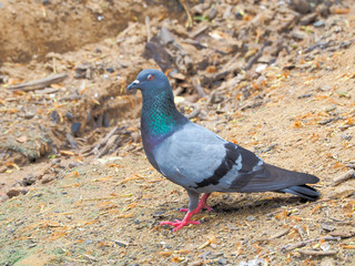Pigeon bird concept. Feral pigeon